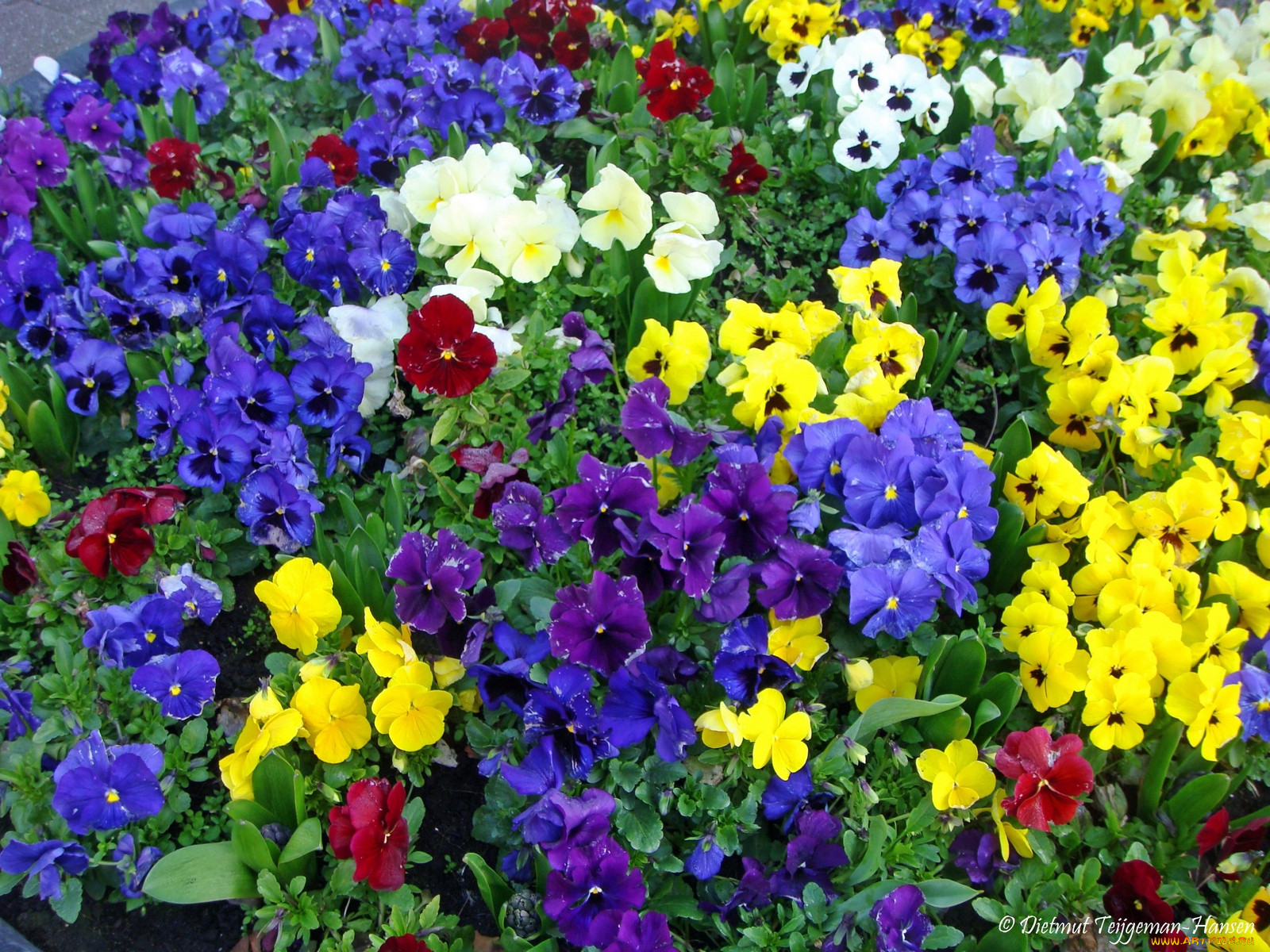 pansies, , , , , 